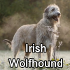 Untitled24020250629230126 — AKC Dog Breeds (Labeled) option 147