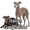 Untitled24020250629230136 — AKC Dog Breeds (Labeled) option 148