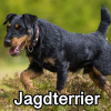 Untitled24020250629230141 — AKC Dog Breeds (Labeled) option 149
