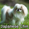 Untitled24120250629230252 — AKC Dog Breeds (Labeled) option 151
