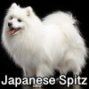 Untitled24120250629230255 — AKC Dog Breeds (Labeled) option 152