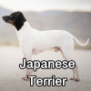 Untitled24120250629230258 — AKC Dog Breeds (Labeled) option 153