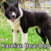 Untitled24120250629230307 — AKC Dog Breeds (Labeled) option 155