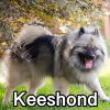 Untitled24120250629230310 — AKC Dog Breeds (Labeled) option 156