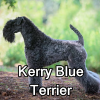 Untitled24120250629230315 — AKC Dog Breeds (Labeled) option 157