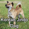 Untitled24120250629230327 — AKC Dog Breeds (Labeled) option 160