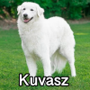 Untitled24120250629230339 — AKC Dog Breeds (Labeled) option 162
