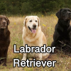 Untitled24120250629230342 — AKC Dog Breeds (Labeled) option 163