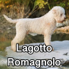 Untitled24120250629230345 — AKC Dog Breeds (Labeled) option 164