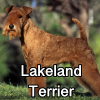Untitled24120250629230348 — AKC Dog Breeds (Labeled) option 165