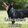 Untitled24120250629230351 — AKC Dog Breeds (Labeled) option 166