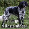 Untitled24120250629230358 — AKC Dog Breeds (Labeled) option 168