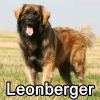 Untitled24120250629230410 — AKC Dog Breeds (Labeled) option 169