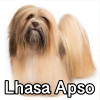Untitled24120250629230414 — AKC Dog Breeds (Labeled) option 170