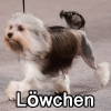 Untitled24120250629230417 — AKC Dog Breeds (Labeled) option 171