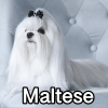 Untitled24120250629230420 — AKC Dog Breeds (Labeled) option 172