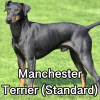 Untitled24120250629230424 — AKC Dog Breeds (Labeled) option 173
