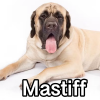 Untitled24120250629230430 — AKC Dog Breeds (Labeled) option 175