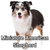 Untitled24120250629230434 — AKC Dog Breeds (Labeled) option 176
