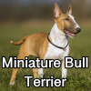 Untitled24120250629230439 — AKC Dog Breeds (Labeled) option 177