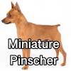 Untitled24120250629230443 — AKC Dog Breeds (Labeled) option 178