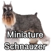Untitled24120250629230447 — AKC Dog Breeds (Labeled) option 179