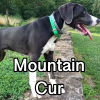 Untitled24120250629230452 — AKC Dog Breeds (Labeled) option 180