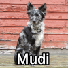 Untitled24120250629230456 — AKC Dog Breeds (Labeled) option 181