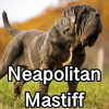 Untitled24120250629230459 — AKC Dog Breeds (Labeled) option 182