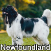 Untitled24120250629230505 — AKC Dog Breeds (Labeled) option 184