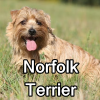 Untitled24120250629230510 — AKC Dog Breeds (Labeled) option 185