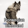 Untitled24120250629230530 — AKC Dog Breeds (Labeled) option 188