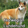 Untitled24120250629230533 — AKC Dog Breeds (Labeled) option 189