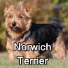 Untitled24120250629230536 — AKC Dog Breeds (Labeled) option 190