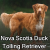Untitled24120250629230540 — AKC Dog Breeds (Labeled) option 191