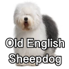 Untitled24120250629230543 — AKC Dog Breeds (Labeled) option 192