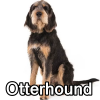 Untitled24120250629230548 — AKC Dog Breeds (Labeled) option 193