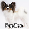 Untitled24120250629230555 — AKC Dog Breeds (Labeled) option 195