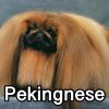 Untitled24120250629230559 — AKC Dog Breeds (Labeled) option 196