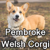 Untitled24120250629230602 — AKC Dog Breeds (Labeled) option 197