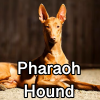 Untitled24120250629230612 — AKC Dog Breeds (Labeled) option 200