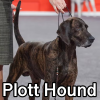 Untitled24220250629230650 — AKC Dog Breeds (Labeled) option 201
