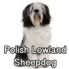 Untitled24220250629230658 — AKC Dog Breeds (Labeled) option 203