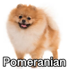 Untitled24220250629230705 — AKC Dog Breeds (Labeled) option 204