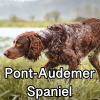 Untitled24220250629230709 — AKC Dog Breeds (Labeled) option 205