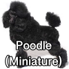 Untitled24220250629230713 — AKC Dog Breeds (Labeled) option 206