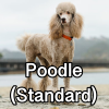 Untitled24220250629230717 — AKC Dog Breeds (Labeled) option 207