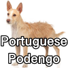 Untitled24220250629230724 — AKC Dog Breeds (Labeled) option 209