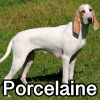 Untitled24220250629230727 — AKC Dog Breeds (Labeled) option 210