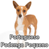 Untitled24220250629230731 — AKC Dog Breeds (Labeled) option 211